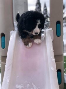 Kanyon on a slide